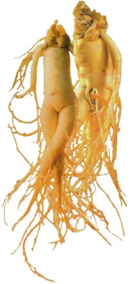 Roots Korean Red Ginseng Root Human 260x555