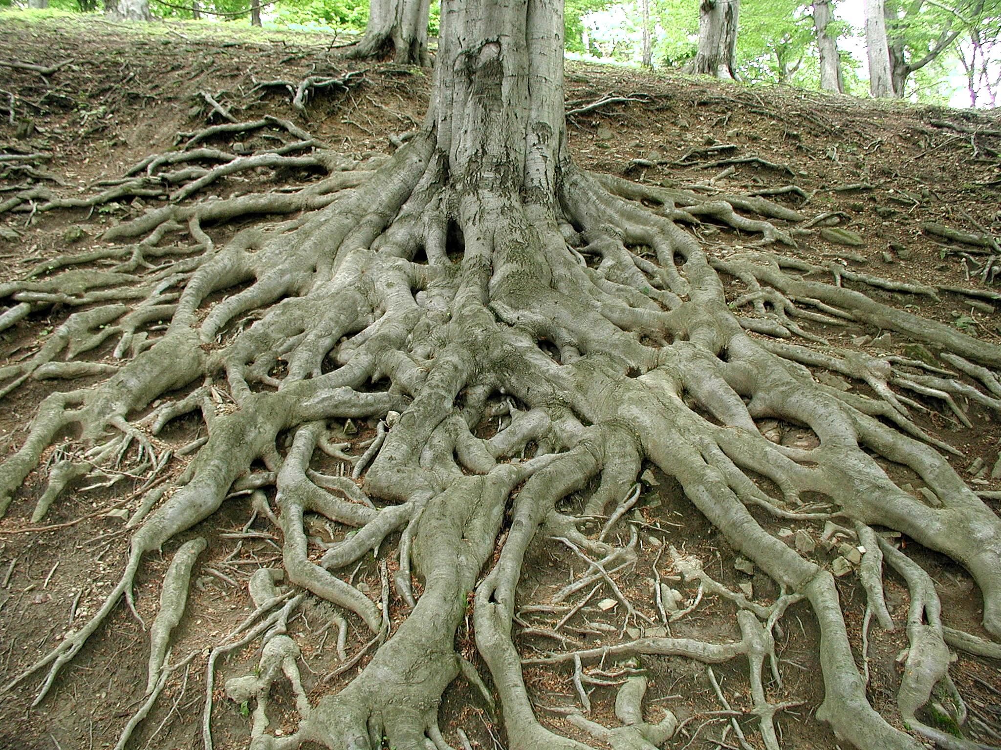 Roots Of Big Old Tree